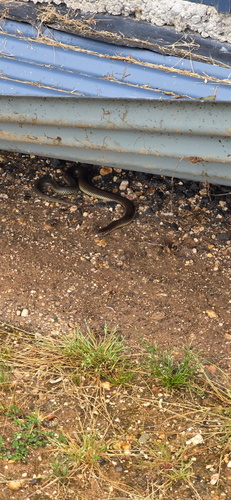 Lowlands Copperhead sighting