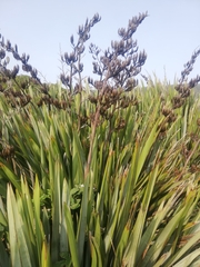 Phormium tenax