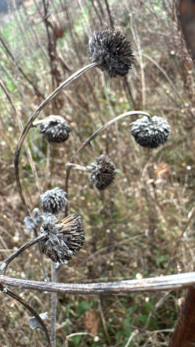 ashy sunflower (Helianthus mollis)