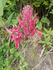 Lobelia tupa