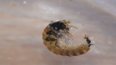Glossosomatidae