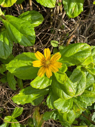 Sphagneticola trilobata observed 2025-11-28