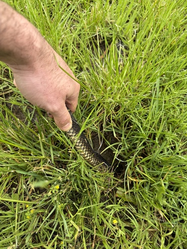 Lowlands Copperhead sighting