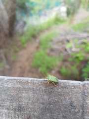 Sinopla perpunctatus