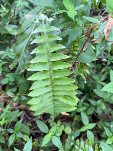 Nephrolepis brownii observed 2025-11-29