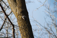 Dryobates pubescens
