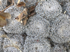 Mammillaria perbella