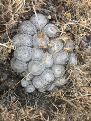 Mammillaria perbella