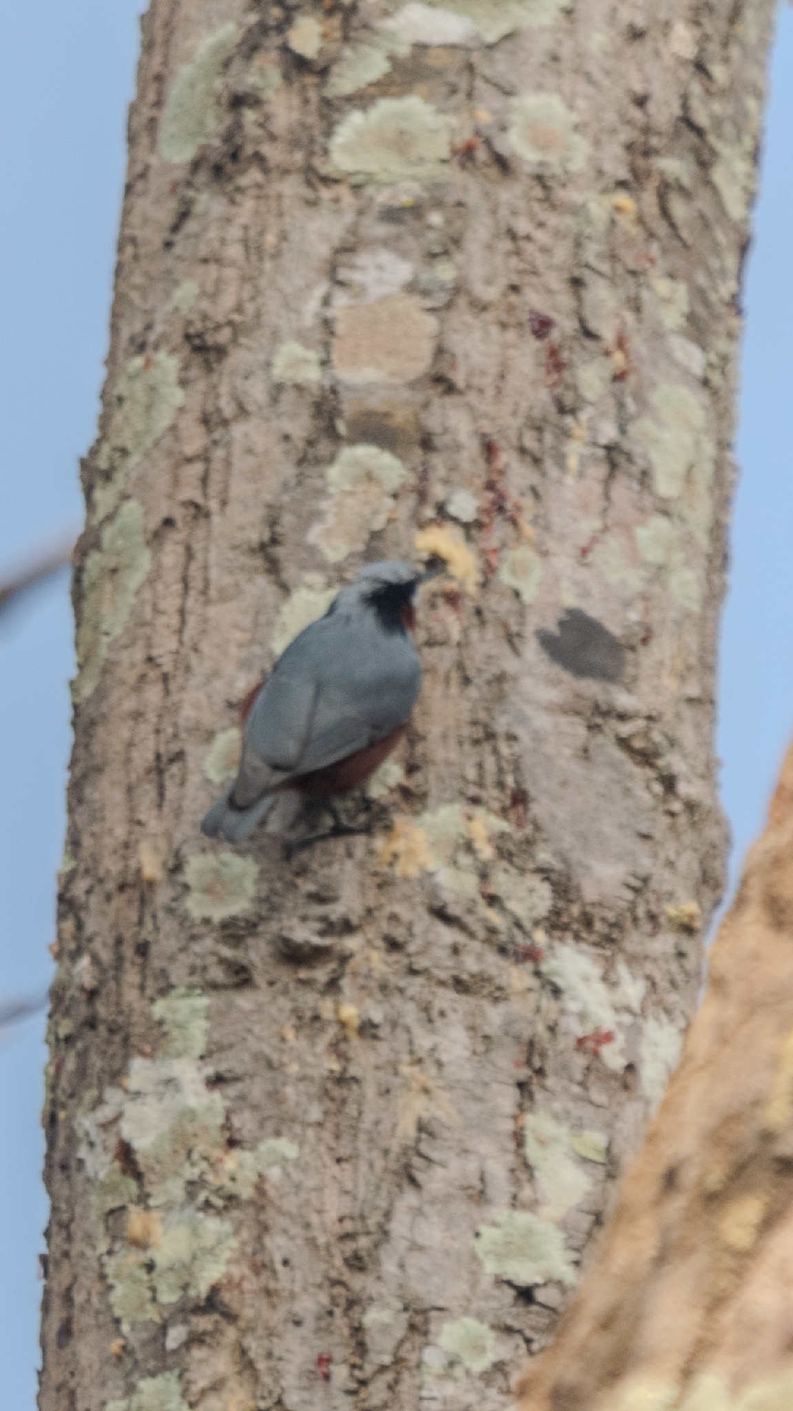 Indian Nuthatch illustration