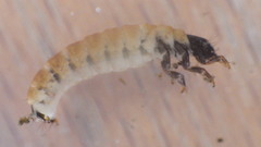 Glossosoma nigrior