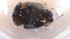 Glossosoma nigrior
