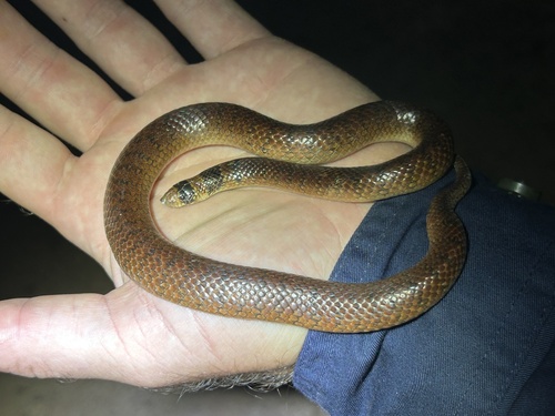 Eastern Shovel-nosed Snake sighting