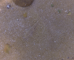 Platycephalus aurimaculatus