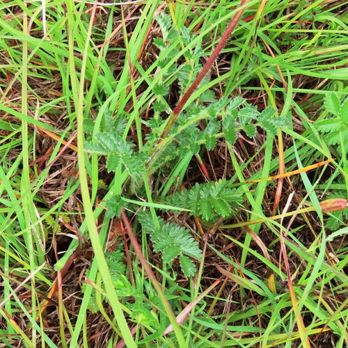Sheep's Burr (Acaena echinata)