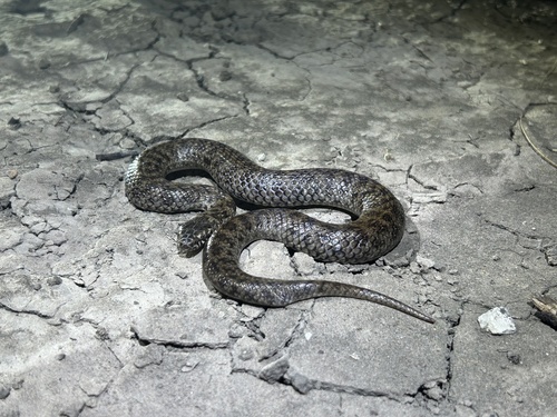 De Vis' Banded Snake sighting