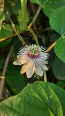 Passiflora foetida