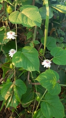Passiflora foetida