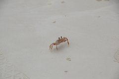Ocypode ryderi