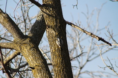 Dryobates pubescens