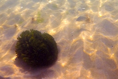 Acanthopagrus butcheri