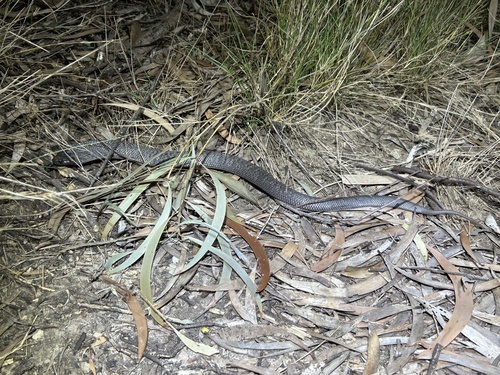 Blue-bellied Black Snake sighting