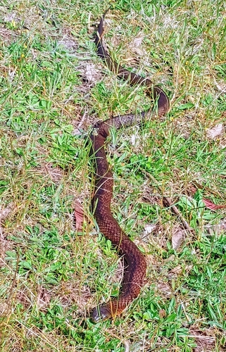 Tiger Snake sighting
