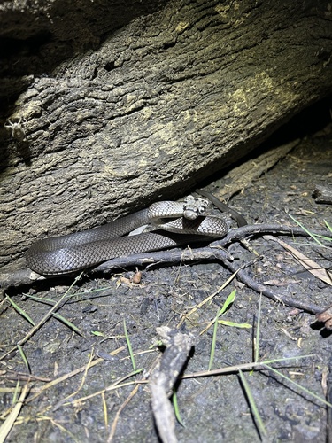 Pale-headed Snake sighting