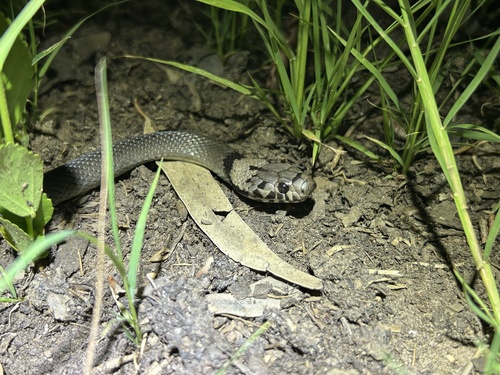 Pale-headed Snake sighting