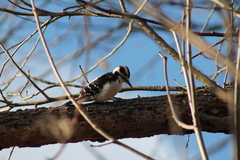 Dryobates villosus