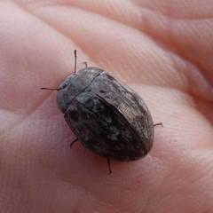 Ospidus chrysomeloides