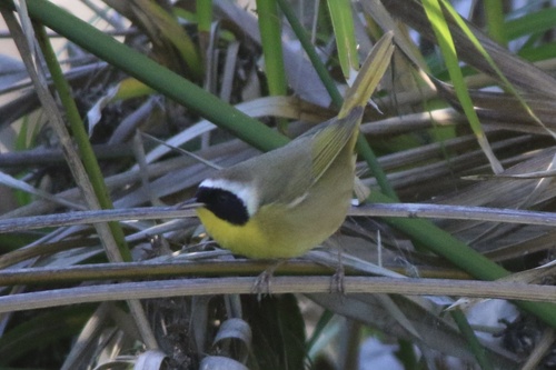 Mascarita común (Geothlypis trichas)