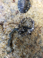 Eulalia microphylla