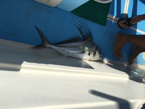Jack (Nematistius pectoralis) — Nematistiidae — 4