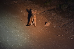 Vulpes chama