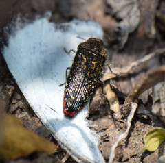 Acmaeodera haemorrhoa