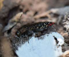 Acmaeodera haemorrhoa