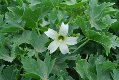 Malva pacifica