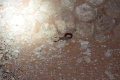 Parabuthus granulatus