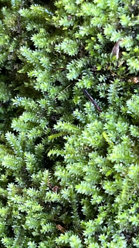 Racopilum cuspidigerum observed 2025-12-05
