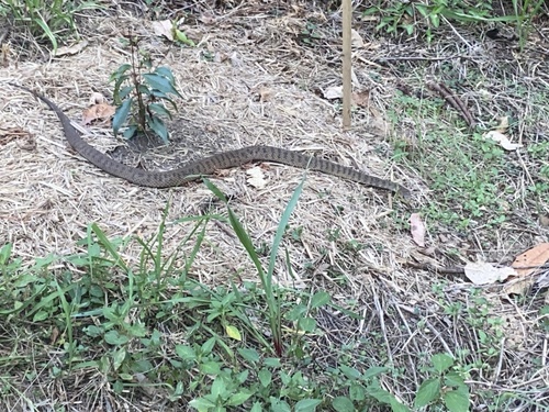 Rough-scaled Snake sighting