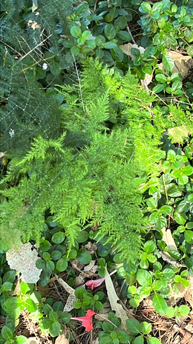 Asparagus setaceus observed 2025-12-05