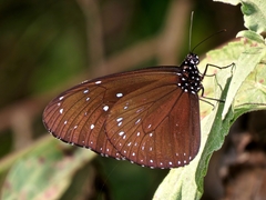 Euploea mulciber