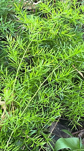 Asparagus aethiopicus observed 2025-12-05
