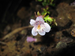 Penstemon tenuis