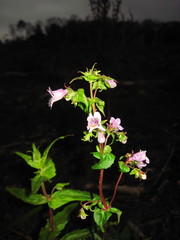 Penstemon tenuis