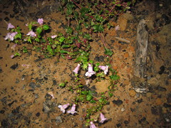 Penstemon tenuis