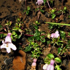 Penstemon tenuis