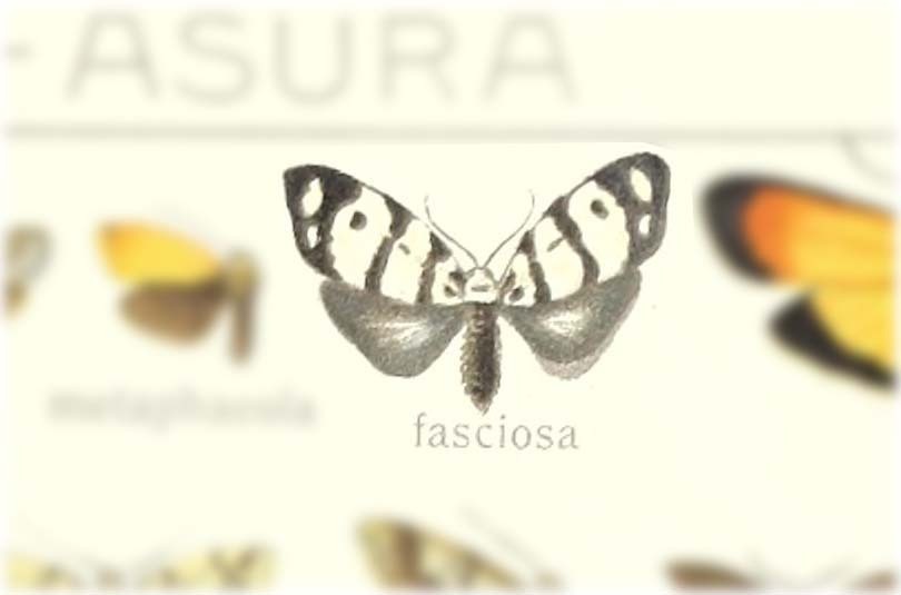 Meteugoa fasciosa