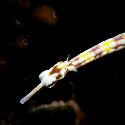 Banded pipefish (Corythoichthys flavofasciatus) — Syngnathidae — 3