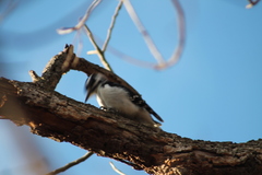 Dryobates villosus
